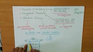 GeneticCode GeorgeGamow Translation Genetic code  characteristics [upl. by Knighton]