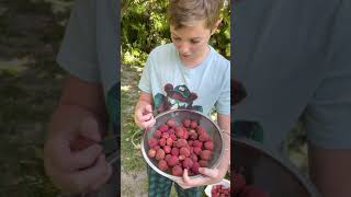 How to eat yummy lychee fruit [upl. by Aztiraj125]