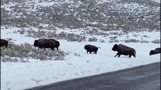 naturaleza animals animal snow yellowstone [upl. by Ganley]