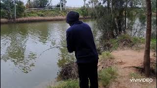 Georges River 12 I Fishing for Blackfish amp Whiting [upl. by Nelac53]