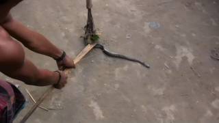 Kids in Bangladesh kill snake [upl. by Lukash]