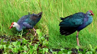 Western swamphen birds birds [upl. by Carlina234]