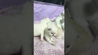 Cute little Scottish kittens were just sleeping and now they are awake asmr catvideo kittens [upl. by Jeremiah487]