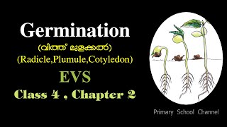 GerminationEMRadiclePlumuleCotyledonEVSClass 4  Chapter 2വിത്ത് മുളക്കല്‍പരിസരപഠനം [upl. by Joice]