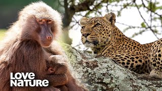 Leopard Climbs Tree to Attack Baboons by Night  Love Nature [upl. by Vedi]