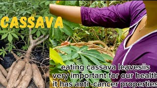 anticancer healthy foodcassava delicious recipe ceylon😋naturecookingvlogssrilankaගමේ රසට ගුණ කෑමක් health [upl. by Ginsberg]