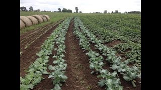 RidgeTill Vegetable Production  Farminar [upl. by Venita]