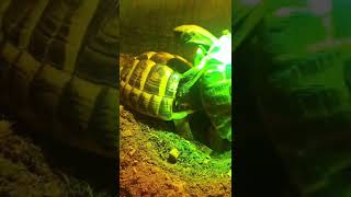 Tortoises mating sound [upl. by Carlile]