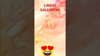 song  LAS GALLINITAS [upl. by Hercules]