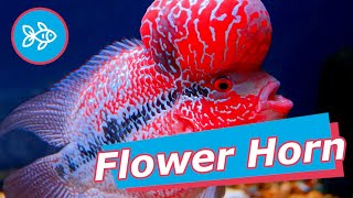 FLOWERHORN · Cíclidos HÍBRIDOS para ACUARIO 🦄 [upl. by Shaner964]