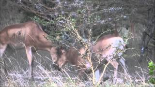 Fighting Lichtensteins Hartebeests in Saadani National Park [upl. by Atselec]