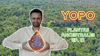 Yopo  PLANTAS ANCESTRALES EP 12 [upl. by Larkins963]