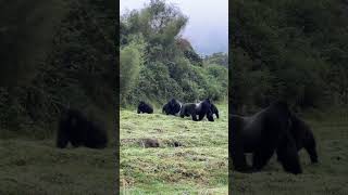 Silverback Gorillas fight for dominance humans gorillas animals monkey funn god zoo [upl. by Esch]