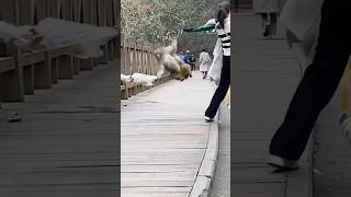 ❤️🙈🙉🐵These monkeys are out of control Episode 1 funny best pet compilation monkey pet [upl. by Kifar]