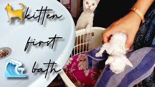 firstbathkittens First bath for my kittens 😸  kittens meow loudly [upl. by Bramwell]