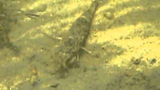 Sand Shrimp in Ninigret Pond Charlestown RI [upl. by Weinreb579]