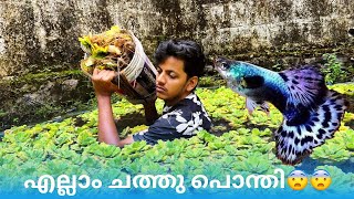 പുതിയ Fish farm തുടങ്ങിയാലോ😍😍My New Ornamental Fish Farm🤑😍😎Joyal Joshy [upl. by Vladimar]