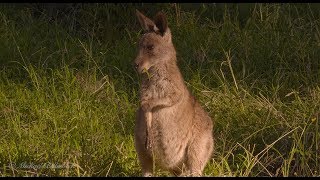 Eastern Grey Kangaroo Macropus giganteus [upl. by Norramic]