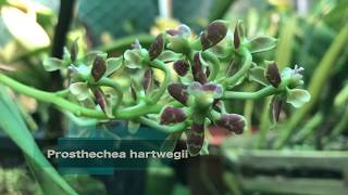 Prosthechea hartwegii [upl. by Aniahs]