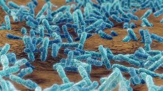 stock footage pseudomonas aeruginosa bacteria klebsiella medical concept [upl. by Knorring]