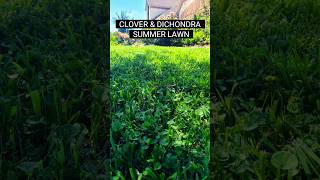 Clover and Dichondra Lawn in the Summer landscape lawncare clover dichondra groundcover grass [upl. by Gwen]