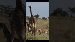 Newborn Giraffe Fights For Its Life  Brave But Unfortunate Calf [upl. by Lymn]