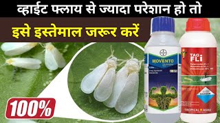 White fly का 100 सफायाWhitefly control best insestisidewhitefly [upl. by Ashbey665]