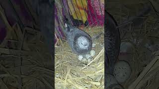 কবুতর দিয়ে কোয়েল পাখির ডিম ফোটানো Day2part3 koelpakhipalon pigeon likeandsubscribe shuvo [upl. by Eibbed]