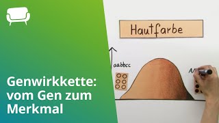 Genwirkkette vom Gen zum Merkmal  Biologie  Genetik [upl. by Wane]