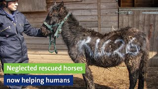 Neglected rescued horses now helping humans  equine assisted therapy [upl. by Latreshia796]