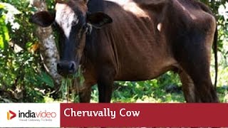 Cheruvally Cow Cattle breed Kerala  India Video [upl. by Beitz]