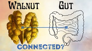 12 Surprising Health Benefits of WALNUTS [upl. by Haff]