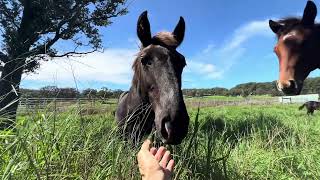 Kawela Ranch Honokaa Hawaii Mares and foals [upl. by Ettenaej]