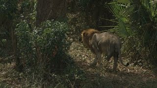 Encountering a ThreeLegged Lion a Poaching Survivor [upl. by Nwahsiek592]