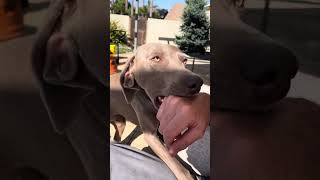 Playtime with our Weim weimaraner dog greyghosts puppies puppy [upl. by Eliza]