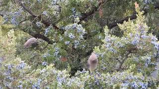 Cedar Waxwings on juniper [upl. by Dublin938]