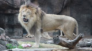 天王寺動物園でライオンの誕生日会 散々な結末に [upl. by Hcire]