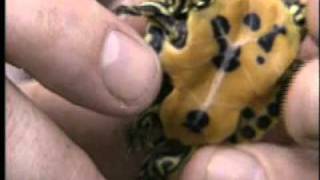 Amazing Animal Videos TwoHeaded Turtle [upl. by Ushijima]