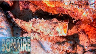 Living amp Diving in Bonaire  Episode 2 2024 [upl. by Ferrick]