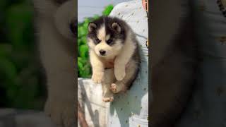 Huske Male Pup 8949393253 huskey siddhumoosewala doglover pets dogs trending explorepage [upl. by Yemirej251]