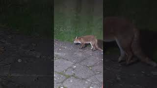 The Fox is eating dog biscuits englandvlog nature vildlife [upl. by Morette]