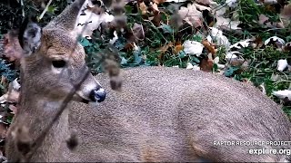 Decorah North Eagles Closeups🥰 Deer is eating resting amp Mom with calf 20241121 [upl. by Nivak818]