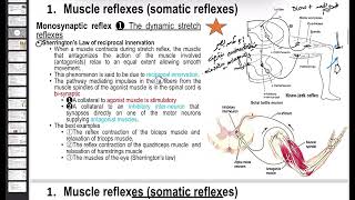 Monosynapticbisynapticpolysynaptic muscle reflexknee jerkclasp knifecross extension [upl. by Carmina]