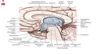 Diencephalon  thalamus hypothalamus and epithalamus [upl. by Igal365]