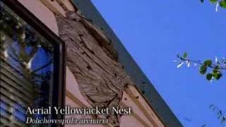 Aerial Yellowjacket nests [upl. by Diamante]