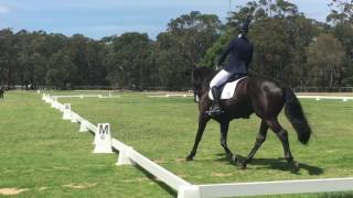 Charne amp Voila prelim dressage test EA 13 [upl. by Scrogan977]