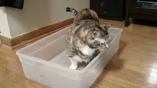 My Cat Loves to Sit in a Plastic Box [upl. by Danni851]