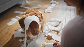 woman scolding at disobedient dog wrapped in toilet paper✨ [upl. by Rezzani823]