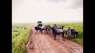 Amboseli National Park [upl. by Aziul]