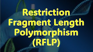 Restriction Fragment Length Polymorphism RFLP [upl. by Coopersmith]